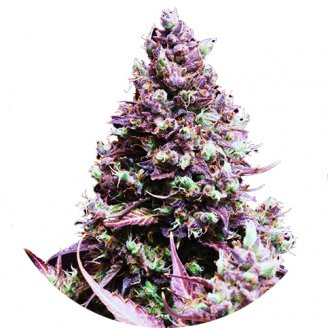 Семена марихуаны купить сорт Cream Caramel Auto Fem.